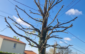 Elagueur Le Landreau