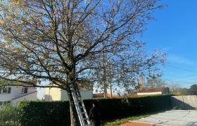 Elagueur Le Landreau