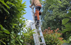 Abattage d'un arbre à Nantes - Quartier Doulon
