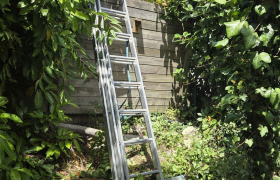 Abattage d'un arbre à Nantes - Quartier Doulon
